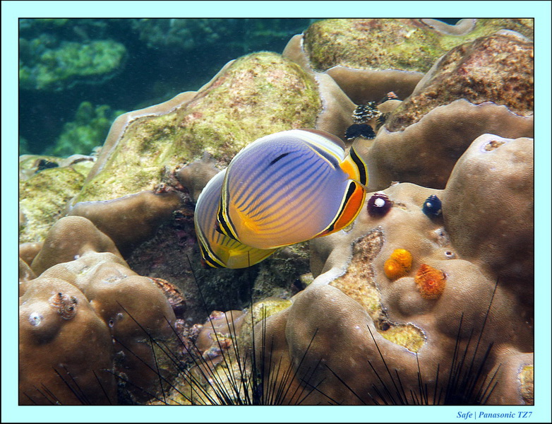 Koh Lipe - Snorkeling